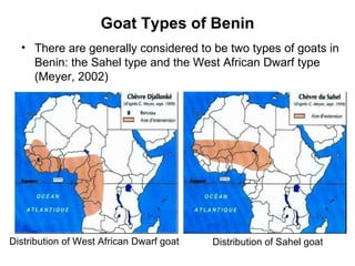 Community-based management of small ruminants in Benin: Interim report 