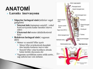  Larenks inervasyonu
 Süperior laringeal sinir(inferior vagal
ganglion)
 İnternal dalı (tamamen sensitif , vokal
kord seviyesine kadar larenksi inerve
eder)
 Eksternal dal motor dalı(krikotiroid
kas)
 Rekürren laringeal sinir( vagusun
dalı)
 Motor ve sensitif lifler içerir
 Motor lifler m.krikotiroid dışındaki
tüm larenks kaslarını inerve eder
 Sensitif lifler vokal kordların altında
kalan larinks duyusunu alır
 Vagustan ayrıldıktan sonra solda aortu ,
sağ subclavian veni dolanır.
 
