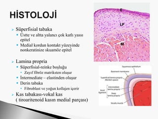  Süperfisial tabaka
 Üstte ve altta yalancı çok katlı yassı
epitel
 Medial kordun kontakt yüzeyinde
nonkeratinize skuamöz epitel
 Lamina propria
 Süperfisial-reinke boşluğu
• Zayıf fibröz matriksten oluşur
 İntermediate – elastinden oluşur
 Derin tabaka
• Fibroblast ve yoğun kollajen içerir
 Kas tabakası-vokal kas
( tiroaritenoid kasın medial parçası)
 