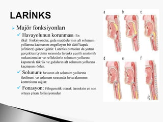  Majör fonksiyonları
 Havayolunun korunması: En
ilkel fonksiyondur, gıda maddelerinin alt solunum
yollarına kaçmasını engelleyen bir aktif kapak
(sfinkter) görevi görür. Larenks olmadan da yutma
gerçekleşir;yutma sırasında larenks çeşitli anatomik
mekanizmalar ve reflekslerle solunum yollarını
kapatarak tükrük ve gıdaların alt solunum yollarına
kaçmasını önler.
 Solunum: havanın alt solunum yollarına
iletilmesi ve solunum sırasında hava akımının
kontrolunu sağlar.
 Fonasyon: Filogenetik olarak larenksin en son
ortaya çıkan fonksiyonudur
 