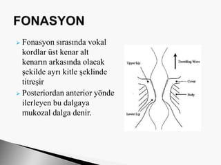  Fonasyon sırasında vokal
kordlar üst kenar alt
kenarın arkasında olacak
şekilde ayrı kitle şeklinde
titreşir
 Posteriordan anterior yönde
ilerleyen bu dalgaya
mukozal dalga denir.
 