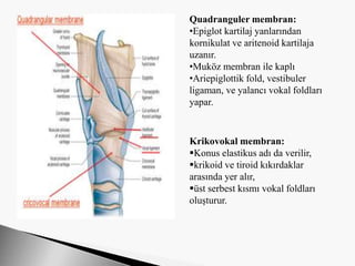 Quadranguler membran:
•Epiglot kartilaj yanlarından
kornikulat ve aritenoid kartilaja
uzanır.
•Muköz membran ile kaplı
•Ariepiglottik fold, vestibuler
ligaman, ve yalancı vokal foldları
yapar.
Krikovokal membran:
Konus elastikus adı da verilir,
krikoid ve tiroid kıkırdaklar
arasında yer alır,
üst serbest kısmı vokal foldları
oluşturur.
 