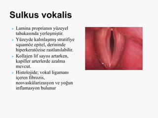  Lamina proprianın yüzeyel
tabakasında yerleşmiştir.
 Yüzeyde kalınlaşmış stratifiye
squamöz epitel, derininde
hiperkeratözise rastlanılabilir.
 Kollajen lif sayısı artarken,
kapiller arterlerde azalma
mevcut.
 Histolojide; vokal ligamanı
içeren fibrozis,
neovaskülarizasyon ve yoğun
inflamasyon bulunur
 