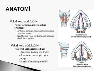 Vokal kord abduktörleri
 Posterior krikoaritenoid kas
(Posticus)
 Aritenoid kartilajın muskuler kısmının arka
yüzeyine yapışır.
 Kasıldığında vokal kordlar laterale dönerek
abdüksiyon sağlanır
Vokal kord adduktörleri
•Lateral krikoaritenoid kas
•Aritenoid kartilaj muskuler
çıkıntısının lateral yüzeyine
yapışır.
•Posticus’un antagonistidir.
 