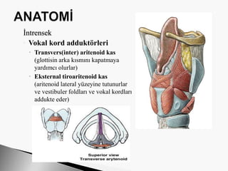 İntrensek
◦ Vokal kord adduktörleri
 Transvers(inter) aritenoid kas
(glottisin arka kısmını kapatmaya
yardımcı olurlar)
 Eksternal tiroaritenoid kas
(aritenoid lateral yüzeyine tutunurlar
ve vestibuler foldları ve vokal kordları
addukte eder)
 