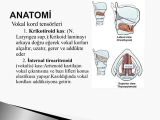 Vokal kord tensörleri
1. Krikotiroid kas: (N.
Laryngea sup.):Krikoid laminayı
arkaya doğru eğerek vokal korları
alçaltır, uzatır, gerer ve addükte
eder
2. İnternal tiroaritenoid
(vokalis) kası:Aritenoid kartilajın
vokal çıkıntısına ve bazı lifleri konus
elastikusa yapışır.Kasıldığında vokal
kordları addüksiyona getirir.
 