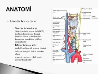  Larenks beslenmesi
 Süperior laringeal arter
Süperior tiroid arterin dalı(ECA),
tirohiyoid membranı delerek
larenkse ulaşır, vokal kordlara
kadar olan larenksi ve piriform
sinüsü besler
 İnferior laringeal arter
(vokal kordların alt kısmını besler)
inferior laringeal sinirle larenkse
ulaşır
a.subclavia-tirocervikal trunk-
inferior tiroid arter
 