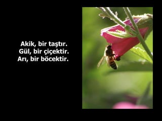Akik, bir taştır. Gül, bir çiçektir. Arı, bir böcektir.  