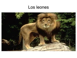 Los leones 
