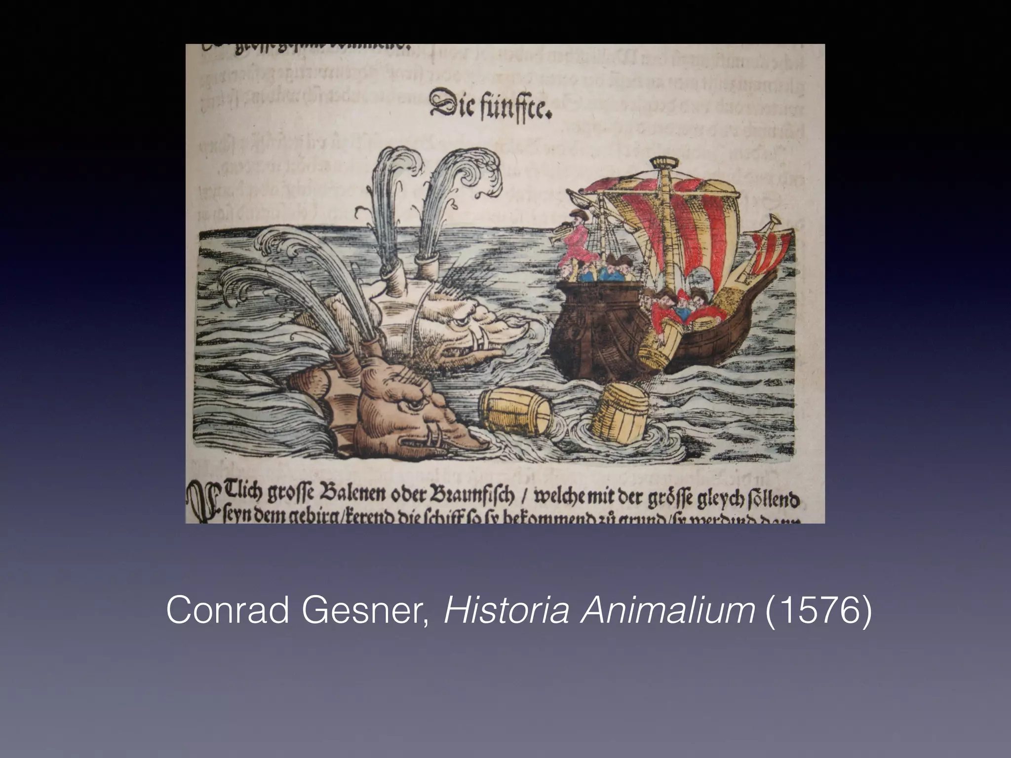 Conrad Gesner, Historia Animalium (1576)
 