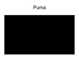 Puma 
 