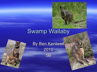 Swamp Wallaby By Ben Kentwell 2010 5B 
