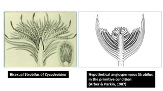 Bisexual Strobilus of Cycadeoidea Hypothetical angiospermous Strobilus
in the primitive condition
(Arber & Parkin, 1907)
 