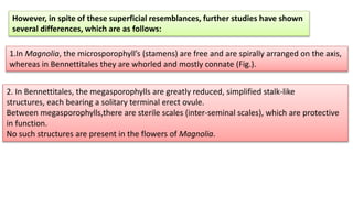 However, in spite of these superficial resemblances, further studies have shown
several differences, which are as follows:
1.In Magnolia, the microsporophyll’s (stamens) are free and are spirally arranged on the axis,
whereas in Bennettitales they are whorled and mostly connate (Fig.).
2. In Bennettitales, the megasporophylls are greatly reduced, simplified stalk-like
structures, each bearing a solitary terminal erect ovule.
Between megasporophylls,there are sterile scales (inter-seminal scales), which are protective
in function.
No such structures are present in the flowers of Magnolia.
 