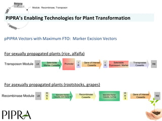 pPIPRA Vectors with Maximum FTO:  Marker Excision Vectors For asexually propagated plants (rootstocks, grapes) For sexually propagated plants (rice, alfalfa) PIPRA’s Enabling Technologies for Plant Transformation 