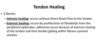 Tendon Healing
• 2 forms:
–Intrinsic healing: occurs without direct blood flow to the tendon
–Extrinsic healing: occurs by proliferation of fibroblasts from the
peripheral epitendon; adhesions occur because of extrinsic healing
of the tendon and limit tendon gliding within fibrous synovial
sheaths
 