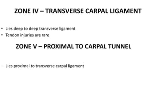 ZONE IV – TRANSVERSE CARPAL LIGAMENT
• Lies deep to deep transverse ligament
• Tendon injuries are rare
ZONE V – PROXIMAL TO CARPAL TUNNEL
 Lies proximal to transverse carpal ligament
 
