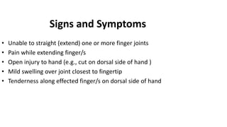 Signs and Symptoms
• Unable to straight (extend) one or more finger joints
• Pain while extending finger/s
• Open injury to hand (e.g., cut on dorsal side of hand )
• Mild swelling over joint closest to fingertip
• Tenderness along effected finger/s on dorsal side of hand
 
