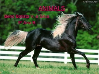 ANIMALS
Beno Batista V. e Silva
5º Ano B

 