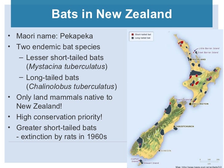 Ben Paris Bats