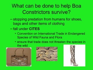 What can be done to help Boa Constrictors survive? stopping predation from humans for shoes, bags and other items of clothing fall under  CITES   Convention on International Trade in Endangered Species of Wild Fauna and Flora ensure that trade does not threaten the species in the wild 