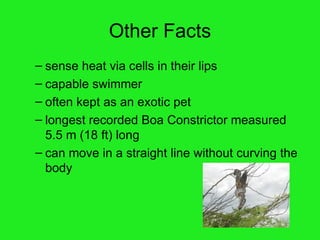 Other Facts sense heat via cells in their lips capable swimmer often kept as an exotic pet longest recorded Boa Constrictor measured 5.5 m (18 ft) long can move in a straight line without curving the body 