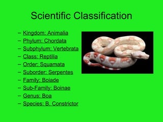 Scientific Classification Kingdom: Animalia Phylum: Chordata Subphylum: Vertebrata Class: Reptilia Order: Squamata Suborder: Serpentes Family: Boiade Sub-Family: Boinae Genus: Boa Species: B. Constrictor 