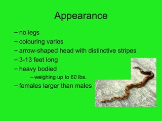 Appearance no legs colouring varies arrow-shaped head with distinctive stripes 3-13 feet long heavy bodied weighing up to 60 lbs. females larger than males  