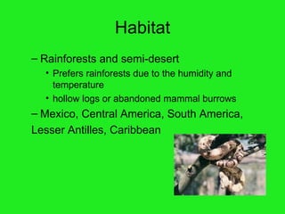 Habitat Rainforests and semi-desert Prefers rainforests  due to the humidity and temperature hollow logs or abandoned mammal burrows Mexico, Central America, South America,  Lesser Antilles, Caribbean 