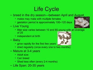 Life Cycle breed in the dry season—between April and August males may mate with multiple females gestation period is approximately 100–120 days Live Young litter size varies between 10 and 65 young with an average of 25 independent at birth Baby grow rapidly for the first few years shed regularly (once every one to two months) Mature at 3-4 years Adult size Can breed Shed less often (every 2-4 months) Life Span: 20-35 years 