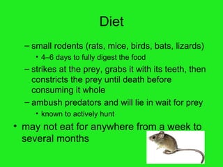Diet small rodents (rats, mice, birds, bats, lizards) 4–6 days to fully digest the food strikes at the prey, grabs it with its teeth, then constricts the prey until death before consuming it whole ambush predators and will lie in wait for prey known to actively hunt may not eat for anywhere from a week to several months   