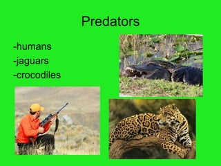 Predators -humans -jaguars -crocodiles  