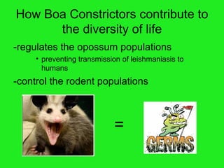 How Boa Constrictors contribute to the diversity of life -regulates the opossum populations preventing transmission of leishmaniasis to humans -control the rodent populations = 