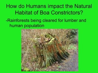 How do Humans impact the Natural Habitat of Boa Constrictors? -Rainforests being cleared for lumber and human population  