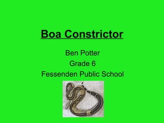 Boa Constrictor Ben Potter Grade 6 Fessenden Public School 