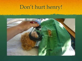 Don’t hurt henry!
 