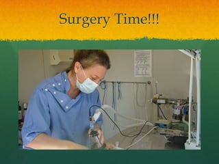 Surgery Time!!!
 