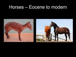 Horses – Eocene to modern 