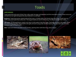 Toad Breating Nocturnal Animals | PPTX