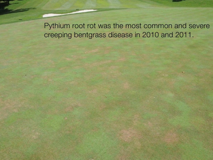 pythium root rot
