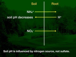 Bentgrass Root Diseases: Diagnosis and Management | KEY