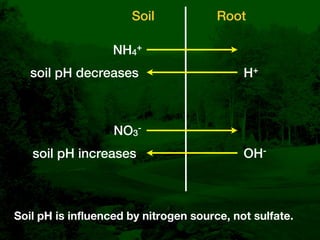 Root Ph Bentgrass Root Diseases: Diagnosis and Management | KEY