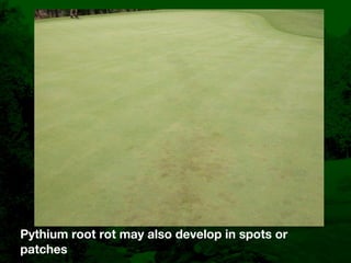 Bentgrass Root Diseases: Diagnosis and Management | KEY