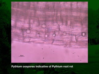 Bentgrass Root Diseases: Diagnosis and Management | KEY