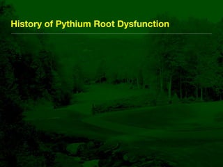Bentgrass Root Diseases: Diagnosis and Management | KEY