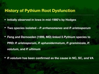 Bentgrass Root Diseases: Diagnosis and Management | KEY