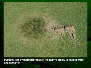 Bentgrass Root Diseases: Diagnosis and Management | KEY