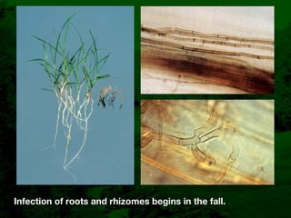Bentgrass Root Diseases: Diagnosis and Management | KEY