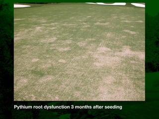 Bentgrass Root Diseases: Diagnosis and Management | KEY
