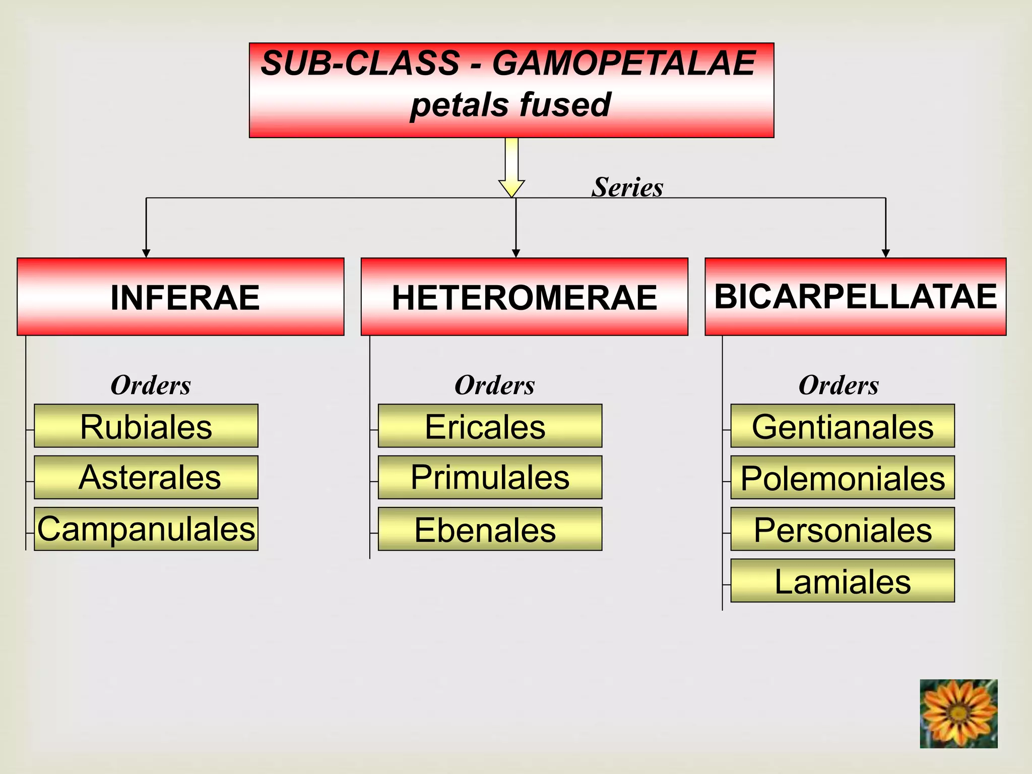 SUB-CLASS - GAMOPETALAE
petals fused
INFERAE HETEROMERAE BICARPELLATAE
Rubiales
Asterales
Campanulales
Ericales
Primulales
Ebenales
Gentianales
Polemoniales
Personiales
Lamiales
Orders Orders Orders
Series
 